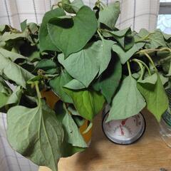 どくだみ草・採りたてです🌿(23日の朝💦)枯れてしまいました💦の画像