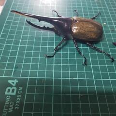 ヘラクレスオオカブト⑥の画像