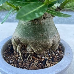 アデニウム アラビカムの画像
