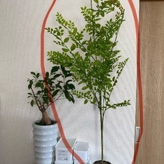 人工観葉植物・造木（2本セット）の画像
