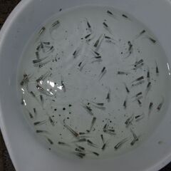 メダカ　松井ヒレ長幹之稚魚(1.5㎝前後）　ケース売り　匹数不明の画像