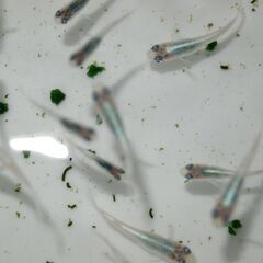 メダカ　松井ヒレ長幹之稚魚(1.5㎝前後）　ケース売り　匹数不明の画像