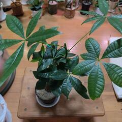 観葉植物 パキラの画像