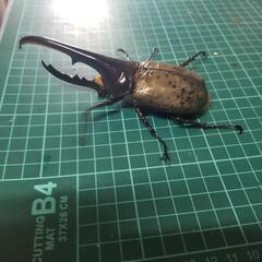 ヘラクレスオオカブト④の画像