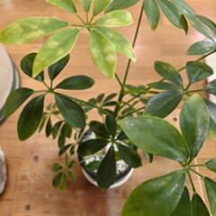 観葉植物 シェフレラの画像