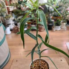 観葉植物 青々錦の画像