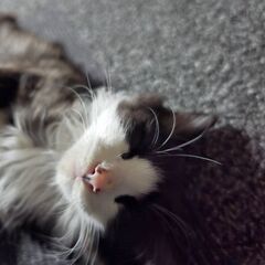 in日進市子猫がいっぱい☆保護猫をオウチに迎えよう☆202…
