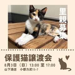 おちゃめなミケさん🐾