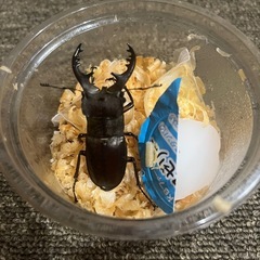 ミヤマクワガタ　静岡産　WILD ペアの画像