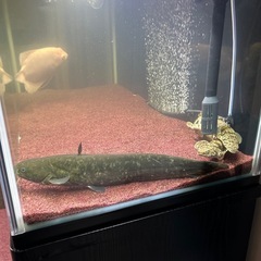 40cm 日本ナマズの画像