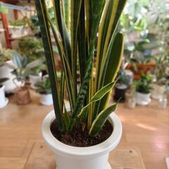 観葉植物 サンスベリアの画像