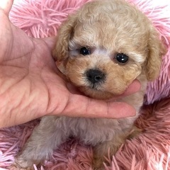 商談中✨極上のTカッププードル✨
