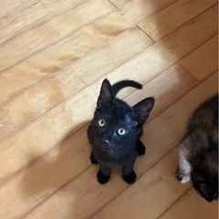 のりすけ（黒ねこ、男の子）