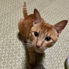 茶トラ男の子