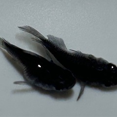 「ダルマメダカ】 ダルマミックス5色・5品種の画像