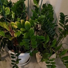 植物、人工芝生の画像