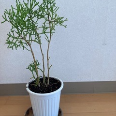 観葉植物の画像