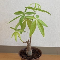 観葉植物の画像