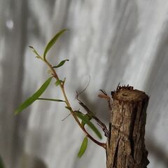 レモンティーツリーの画像