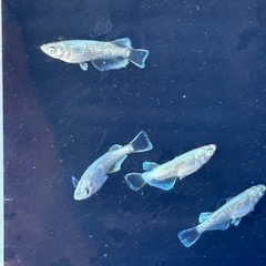 メダカ　ガブリエル　若魚　2ペア　普通目の画像