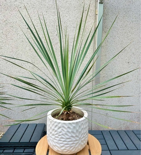 取引完了 ✨美形✨　★某有名店購入品★　観葉植物 【ユッカ ロストラータ】 ファイバーセメント鉢 7号  ドライガーデン