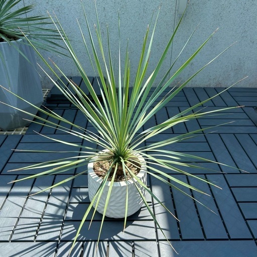 取引完了 ✨美形✨　★某有名店購入品★　観葉植物 【ユッカ ロストラータ】 ファイバーセメント鉢 7号  ドライガーデン 取引完了 ✨美形✨ ☆某有名店購入品☆ 観葉植物 【ユッカ