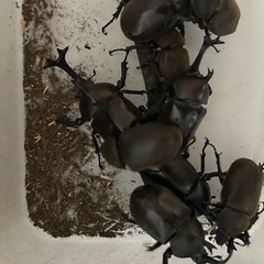国産カブトムシ オス3匹 メス 3匹 セットの画像