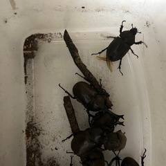 国産カブトムシ オス3匹 メス 3匹 セットの画像