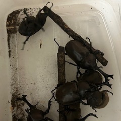 国産カブトムシ オス3匹 メス 3匹 セットの画像