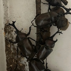 国産カブトムシ オス3匹 メス 3匹 セットの画像