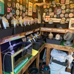 【五桜メダカ】 7月24日　横須賀めだか無人販売