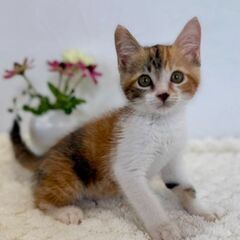 7月27日(日)三鷹で猫の譲渡会💐🌟🩷新たな子猫特集🩵☄️…