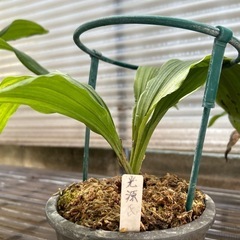 エビネ
の画像
