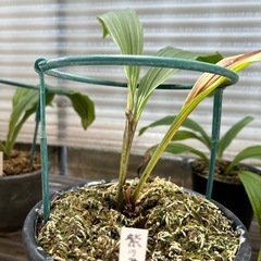 エビネ
の画像