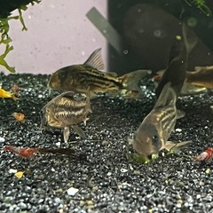コリドラスspデッケリー4匹(熱帯魚水槽)メダカ、金魚の画像