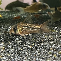 コリドラスspデッケリー4匹(熱帯魚水槽)メダカ、金魚の画像