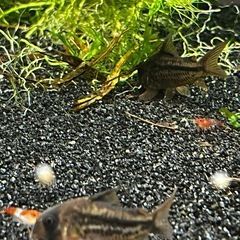 コリドラスspデッケリー4匹(熱帯魚水槽)メダカ、金魚の画像