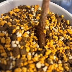 【お話し中です】観葉植物  ガジュマルの画像
