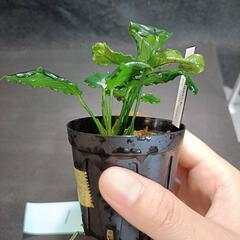 【水槽関連】アヌビアス　キリン①の画像