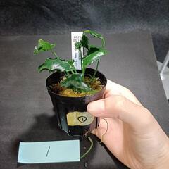 【水槽関連】アヌビアス　キリン①の画像