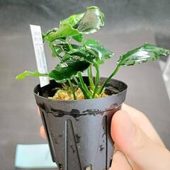 【水槽関連】アヌビアス　キリン①の画像