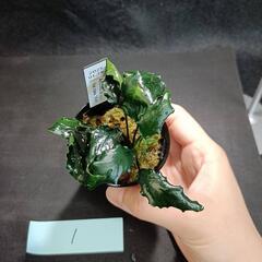 【水槽関連】アヌビアス　キリン①の画像