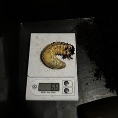 カブトムシ、ヘラクレス幼虫ペアの画像