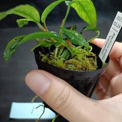 【水槽関連】アヌビアス　グラブラ斑入り①の画像