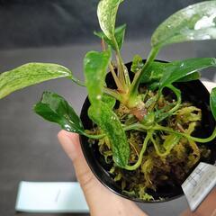 【水槽関連】アヌビアス　グラブラ斑入り①の画像