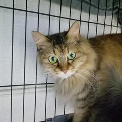 猫姉妹の里親募集