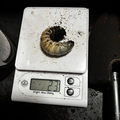 カブトムシ、コーカサスペア幼虫の画像