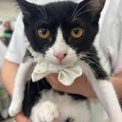 【保護猫】生後2ヶ月子猫の里親さん募集中‼️ビーちゃん女の子