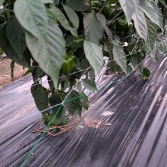 東広島・福富発！夏野菜直売（配達可）の画像