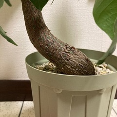 実生　ボンバックス　曲げ　の画像